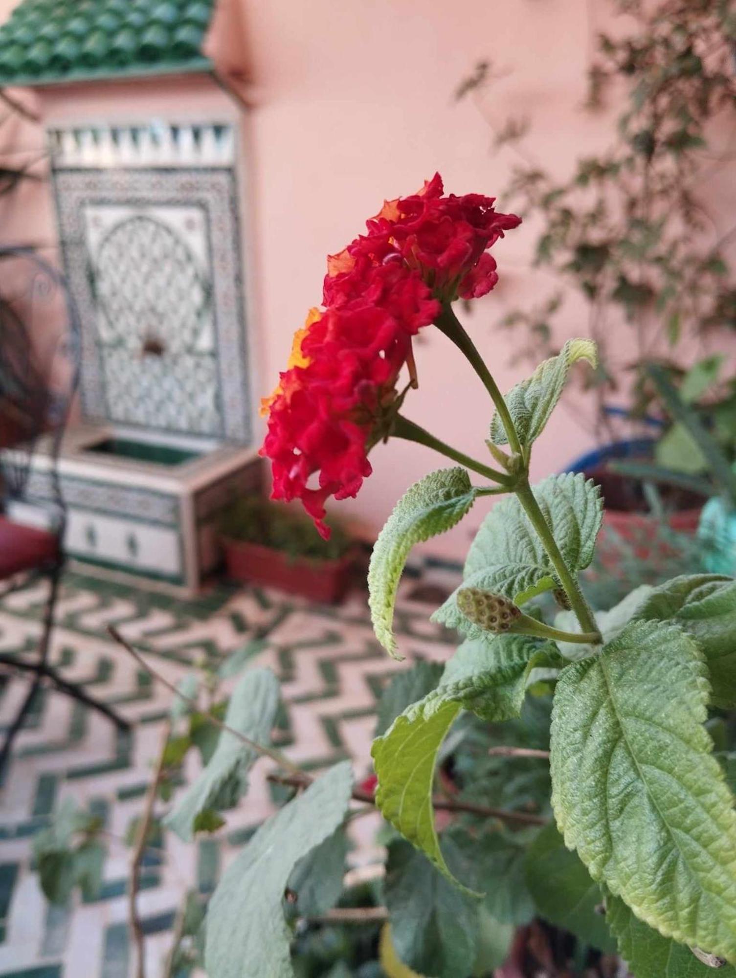 Hotel Dar Lantana Fès Exterior foto